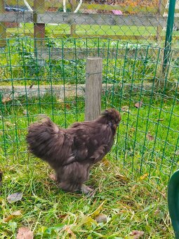 Hedvábnička zdrobnělá: kohoutek - 7