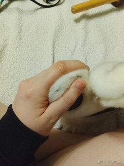 dino maska +(packa) - 7