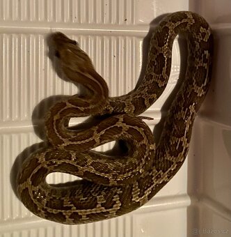 Pantherophis emoryi F3 Texas 0,4 - 7