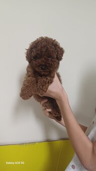 Štěňata červenohnědého toy pudla - 7