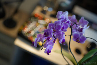 Objektiv Fujinon 55/2.2, m42 závit - 7