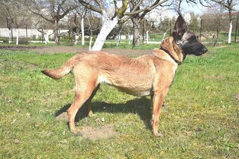 Malinoiska Naomi hledá domov - 7