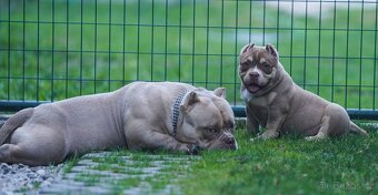 American Bully - 7
