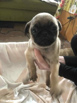 Štěňata Mops - 7