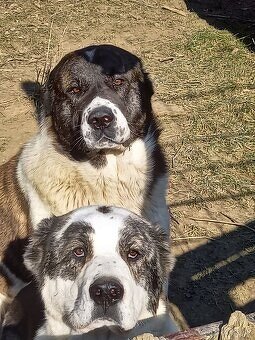 Středoasijský pastevecký pes - 7