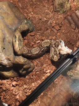 Terárium exo tera - 7