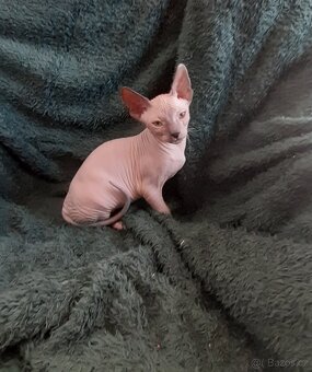 Don Sphynx Kocourky - 7