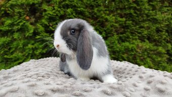 Zakrslý beránek, králíček, králík - HENRY - 7
