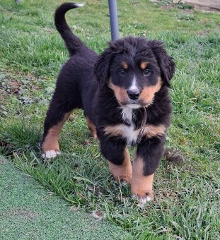 Bernský salašnícky pes šteniatka - 7