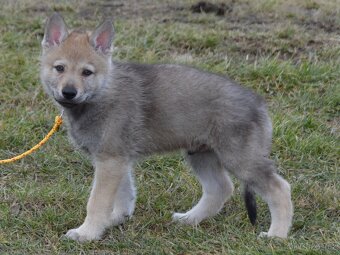 Československý vlčák "od Úhoště" - 7
