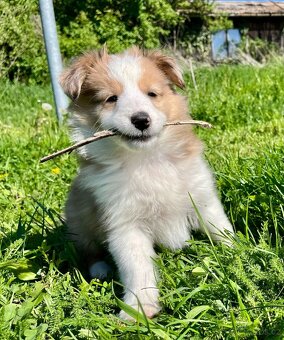 Štěňátka Sheltie/Šeltie bez PP - 7