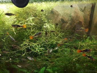 xiphophorus variatus La Laguna - 7