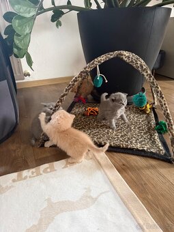 Britská koťata - 7