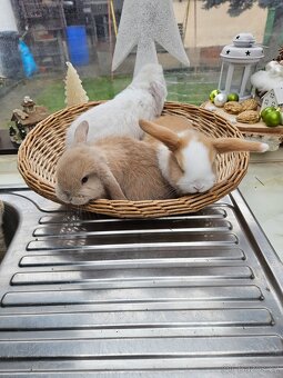 Zakrslý králík - 7