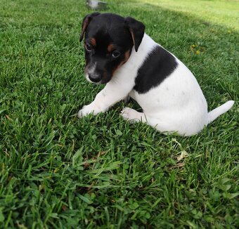 Jack Russell teriér , Jrt - 7