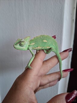 Chameleon jemenský - 7