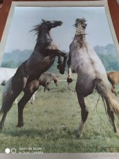 Originální nástěnné plakáty z 80. let 20. století - KONĚ - 7