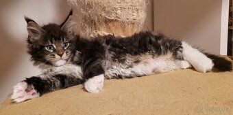 Mainská mývalí koťátka s PP - 7