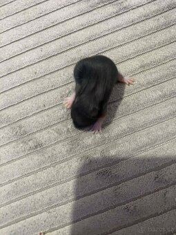 Křeček Syrský nar. 9.2.2026 - 7