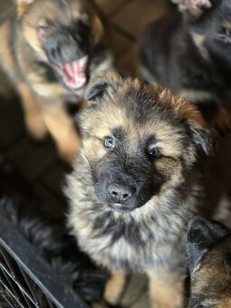 Německý ovčák - 7