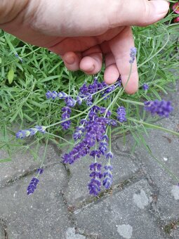 Květiny vhodné pro řez - 7