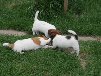 Jack russel terier s PP - 7