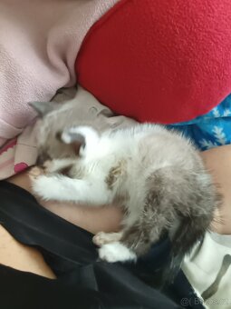 Ragdoll - 7