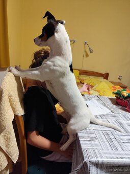 Jack Russell teriér - 7