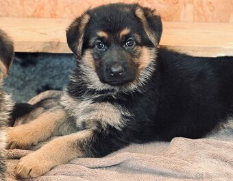 Německý ovčák štěňata - 7