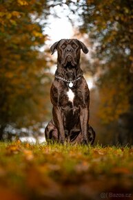 Krycí pes Cane Corso s PP - 7
