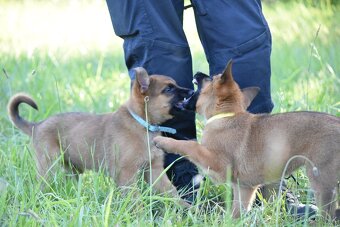 Belgický ovčák Malinois s PP - 7