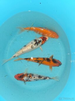 Koi 5-35cm - 7