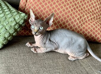 Kanadský Sphynx - 7