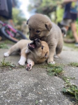 Kanaánský pes - štěňata s PP (Canaan dog) - 7