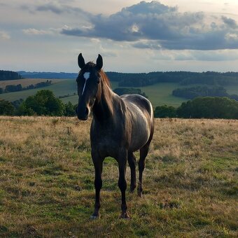 Klisna Appaloosa Horse - 7