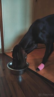 Německý ohař, fenka s PP - 7