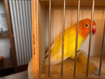 agapornis fischeri - 7