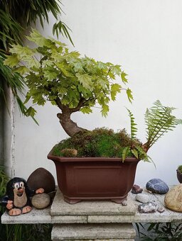 Javor mléč (Acer platanoides) bonsai - 7