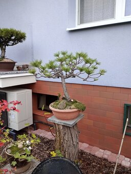 Borovice černá (Pinus nigra) bonsai - 7