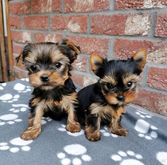 Štěňata jorkšírský teriér (yorkshire terrier) - 7