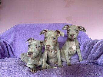 Americký pitbulterier s PP silverfawn rarita - 7