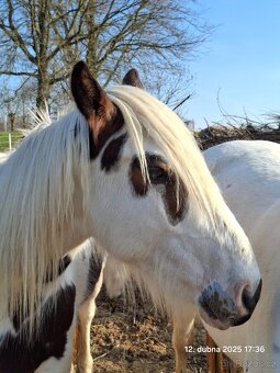 Krásný strakatý koník vhodný i k dětem - 7