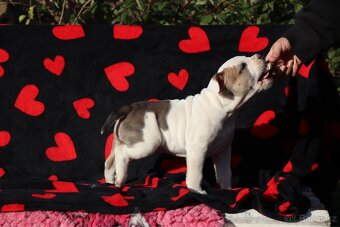 Americký stafordšírský teriér s PP pejsek 2 - 7