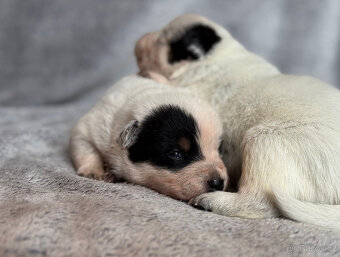 Australský honácký pes s PP - 7