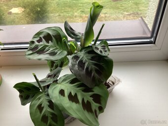 Květiny do interieru - 7