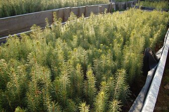 Prodám semenáče smrku - 7