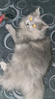 Prodej kocourka.. důvod stěhování - 7