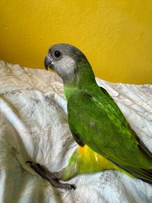 Papoušek Senegalský ručně dokrmenny - 7