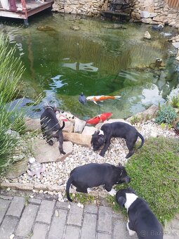 Americký stafordširský teriér : AMSTAFF - 7