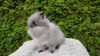 Zakrslý králík, králíček-(TEDDY)-OLIVIE - 7